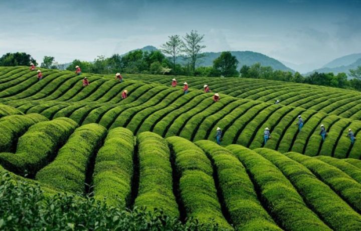 86,4 milyard dollarlıq çay istehsalı