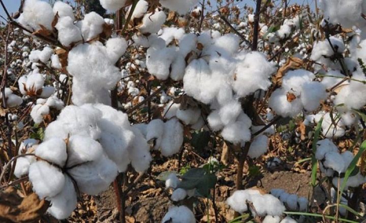 “Pambıq yığımında rekord göstəriciyə nail olmuşuq”