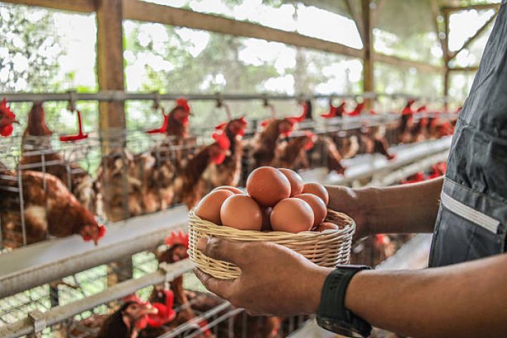 "Hazırda  yumurta Gürcüstanda 43 qəpiyə, Türkiyədə 33 qəpiyə, Azərbaycanda isə 16-19 qəpiyə satılır. Nəticələr, çox əladır"