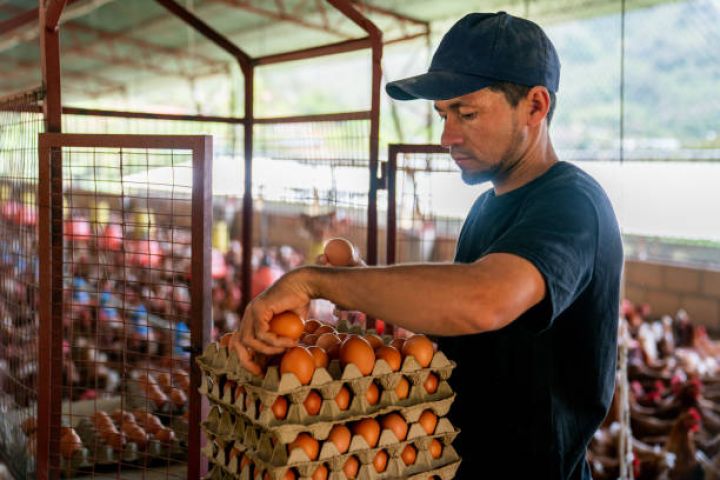 &quot;Quşçuluq müəssisələri nə köhnə damları yeniləri ilə əvəz edə, nə müasir texnologiyaları tətbiq edə bilirlər&quot;