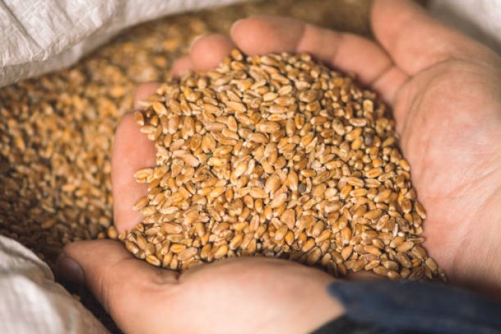 Azərbaycana 4 ayda təxminən 100 milyon dollarlıq buğda idxal olunub -10 FAİZ ARTIB