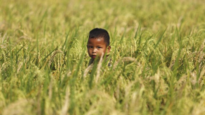 2025-ci ildə qlobal ərzaq qiymətləri düşüb